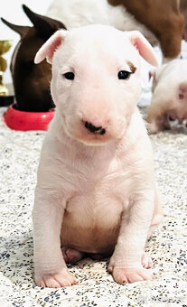 Bullterrier, Bullterier, Bulterier - 7