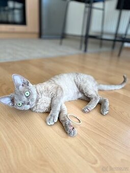 Devon Rex - 7