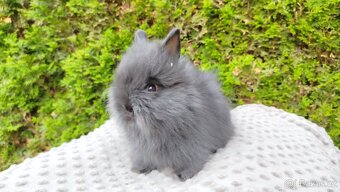 Zakrslý králík, králíček - TEDDY - OLAF, OLIVER, OLINA - 7