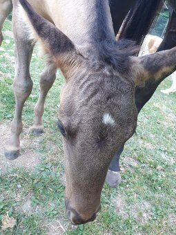 LUXUSNÍ QUARTER HORSE GRULLO HOMOZYGOT NA ČERNOU - 7