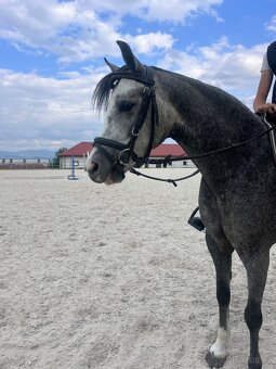 Pony kobylka aj pre najmenších - 7