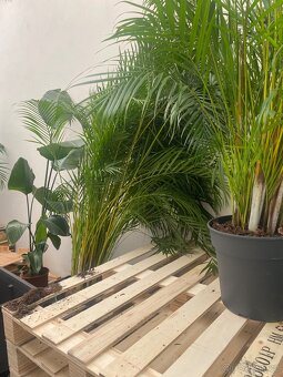 Velky set kytek 24ks DOVOZ ZDARMA - 7