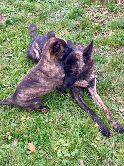 Prodám štěňátka - 7