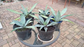 Klivie - Clivie, agáve - 7