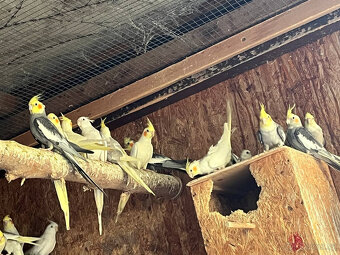 loňské korely - různé barvy - 7