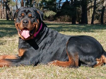 Rotvajler pes bez pp - 7