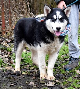 TAMINO K ADOPCI - SKORO ROČNÍ, S DVOUBAREVNÝMA KUKADLAMA - 7