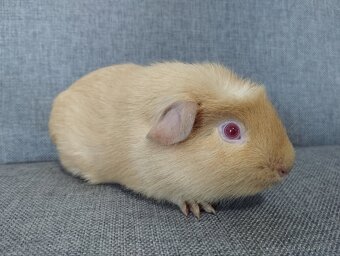 Chovatelská stanice Consuelo nabízí čistokrevná morčata - 7