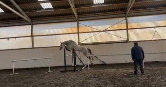 Valach do sportu - 7