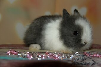 Zakrslí králíčci Teddy s VP -doprava po ČR zajištěna - 7