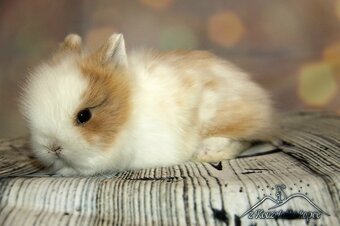 Zakrslí králíčci Teddy s VP (Vánoční miminka)-doprava po ČR - 7