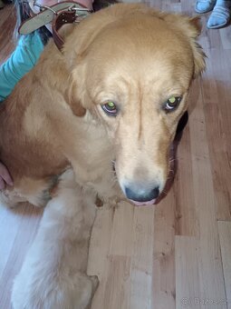 Zlatý retrívr fenka je v rezervaci - 7