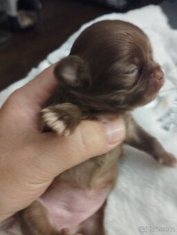 Čivava dlouhosrstá - 7