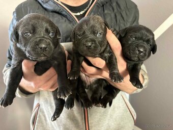 Stafordšírský bulteriér bez PP - 7