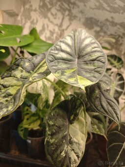 Alocasia - hlízky / rostlinky - 7