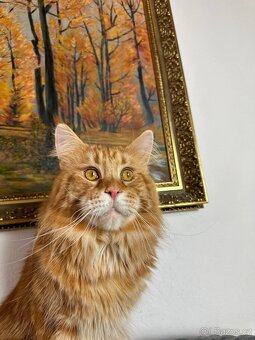 mainska mývalí s pp - 7