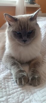 Ragdoll kotatka - 7