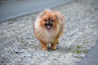 Pomeranian s PP - 7