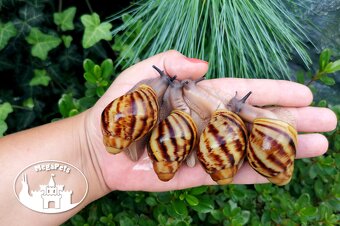 Africký šnek Archachatina marginata ovum XXL Snails - 7