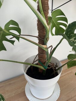 Monstera Albo variegata "Panašovaná'' - 7