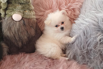 Pes pomeranian x trpasličí špic bez PP - 7
