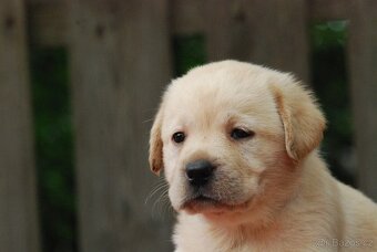 Špičková žlutá štěňata labradorského retrívra - 7