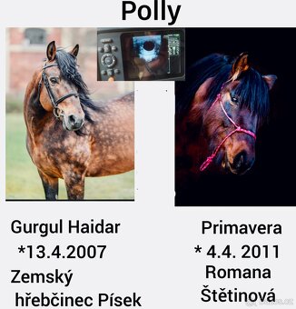 Klisnička k zamluvení - 7