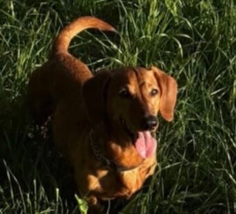 Nabízíme jezevčíka bez PP ke krytí - 7