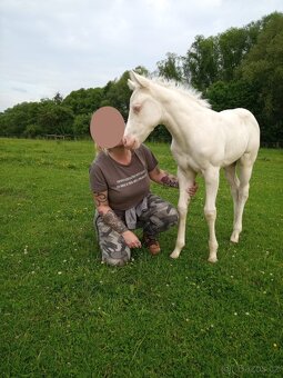 Cremello klisnička s odznaky s reining/cutting původem - 7