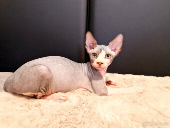 Sphynx koťata - 7