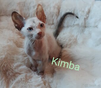 Don Sphynx Koťátka - 7