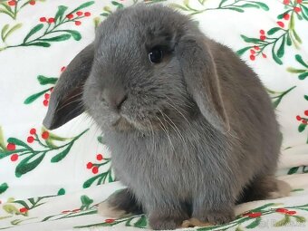 Volná samička - Anglický Zakrslý Beránek MiniLop🍑🧡🤍 - 7