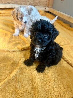 Maltipoo - 7