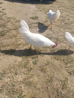 Kohouti Vlašky koroptví a Leghorn - 7