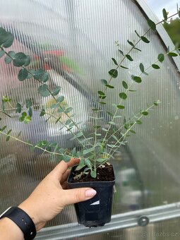 Prodej Eukalyptů - 7