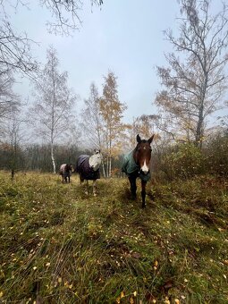 Pastevní ustájení u Štětí - 7