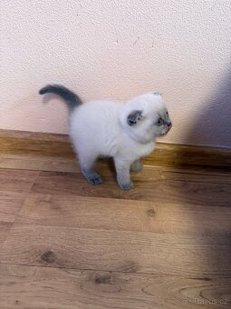 Skotské klapouchá koťata - 7