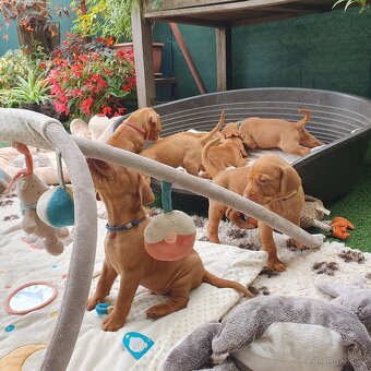 Maďarský ohař krátkosrstý s PP - 7