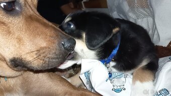 Max hledá domov - 7