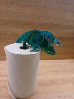Chameleon Pardálí - 7