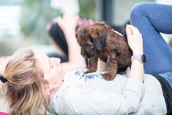 Briard štěňátka s PP - 7