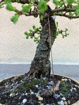 Bonsai, Bonsaj, jamadori, modřín - 7
