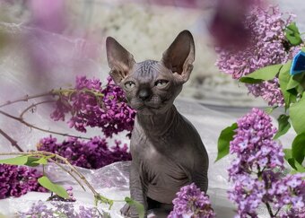 Sphynx - 7