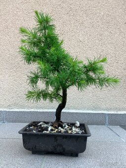 Bonsai, Bonsaj, jamadori, modřín - 7
