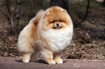 POMERANIAN - 7