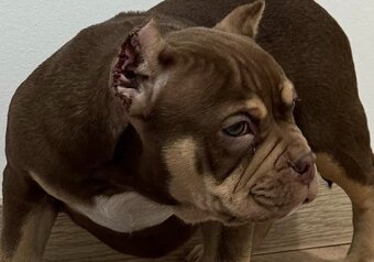 American bully extrém - 7