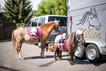 Mini Shetland Pony - hřebec 2 roky - 7
