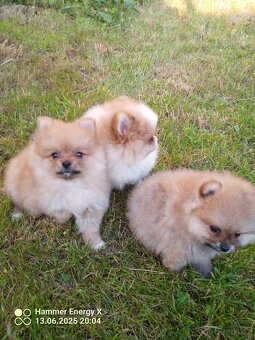 Pomeranian bez Pp - 7