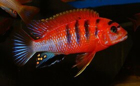 Akvarijní rybičky-Tlamovci-Malawi,Viktoriino jezero - 7