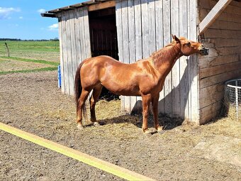 Valach Quarter horse - 7